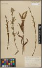 Foto von Salix triandra L. x Salix viminalis L.